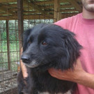 Hundedame Mindy sucht ein Zuhause