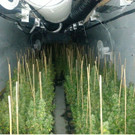 Handel mit 100kg Cannabis aufgeflogen