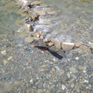 flasche im wasser01.jpg