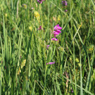 IMG_3425.JPG