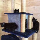 Katzenpflegestelle Vandans: Diese Kätzchen suchen ein Zuhause
