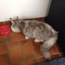 Katze vermiss (Feldkirch/Koblach)