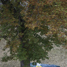 ABD0175-20150709.jpg