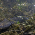 springerma_20150717133708_11.jpg