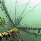 springerma_20150717133708_25.jpg