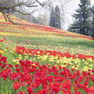 springerma_20150717133708_26.jpg