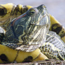 springerma_20150717133708_27.jpg