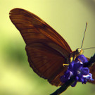 springerma_20150717133708_30.jpg