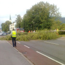 Hatlerdorf: Birke entwurzelt