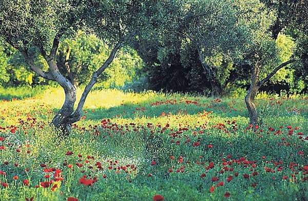 samo-olivenmohn_rbvn_580009.jpg
