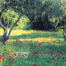samo-olivenmohn_rbvn_580009.jpg