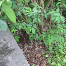 IMG_1741_jpg-1275056163