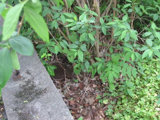 IMG_1741_jpg-1275056163
