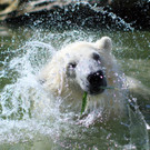 Hitze in Schönbrunn: Abkühlung für Tiere