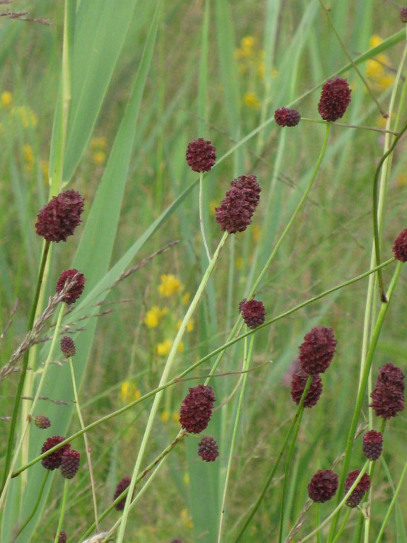 Kleiner Wiesenknopf.jpg