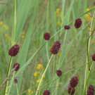 Kleiner Wiesenknopf.jpg