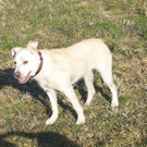 Kira