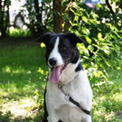 15-07-04 Hundesport Teil 6 038.jpg