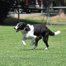 15-07-04 Hundesport Teil 7 164.JPG
