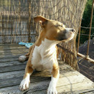 skyler