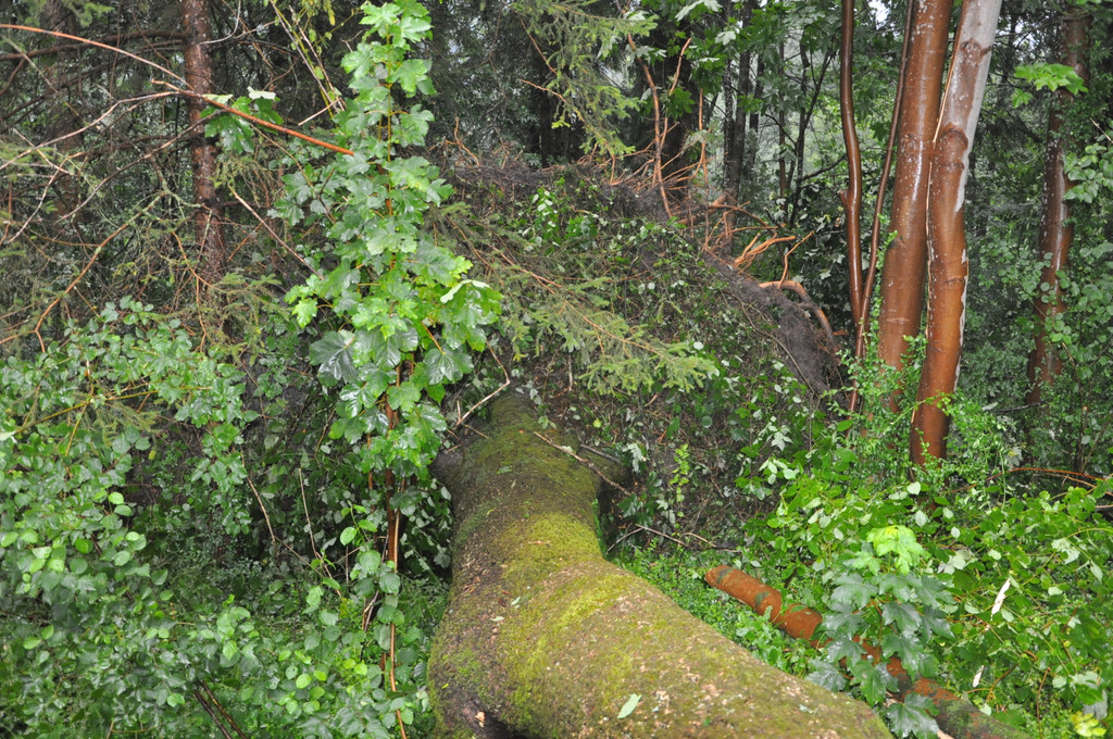 DSC_5568.JPG