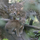 Luchs-Zwillinge erkunden neugierig ihr Gehege im Tiergarten Schönbrunn