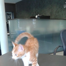 Katze