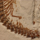 Vierbeiniges Fossil belegt Herkunft der Schlangen vom Land
