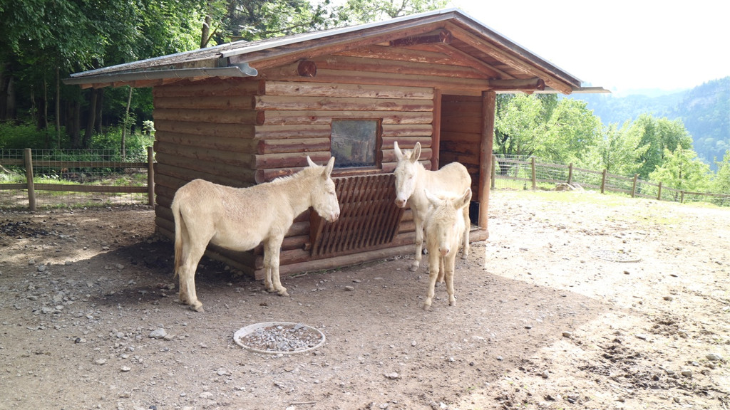 KOE_Wildpark Barokesel Nachwuchs 4.jpg