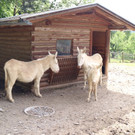 KOE_Wildpark Barokesel Nachwuchs 4.jpg