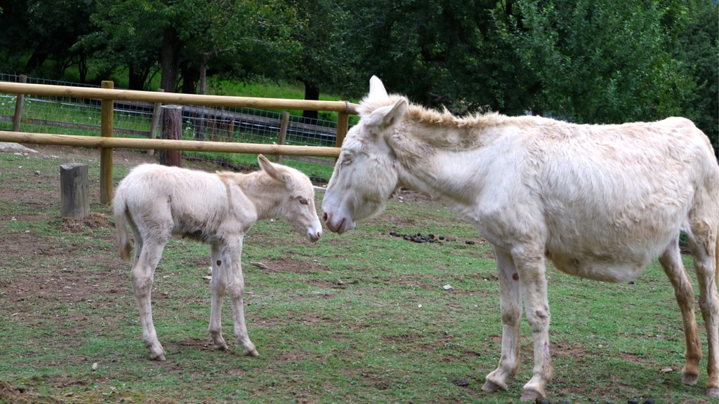 KOE_Wildpark Barokesel Nachwuchs 5.jpg