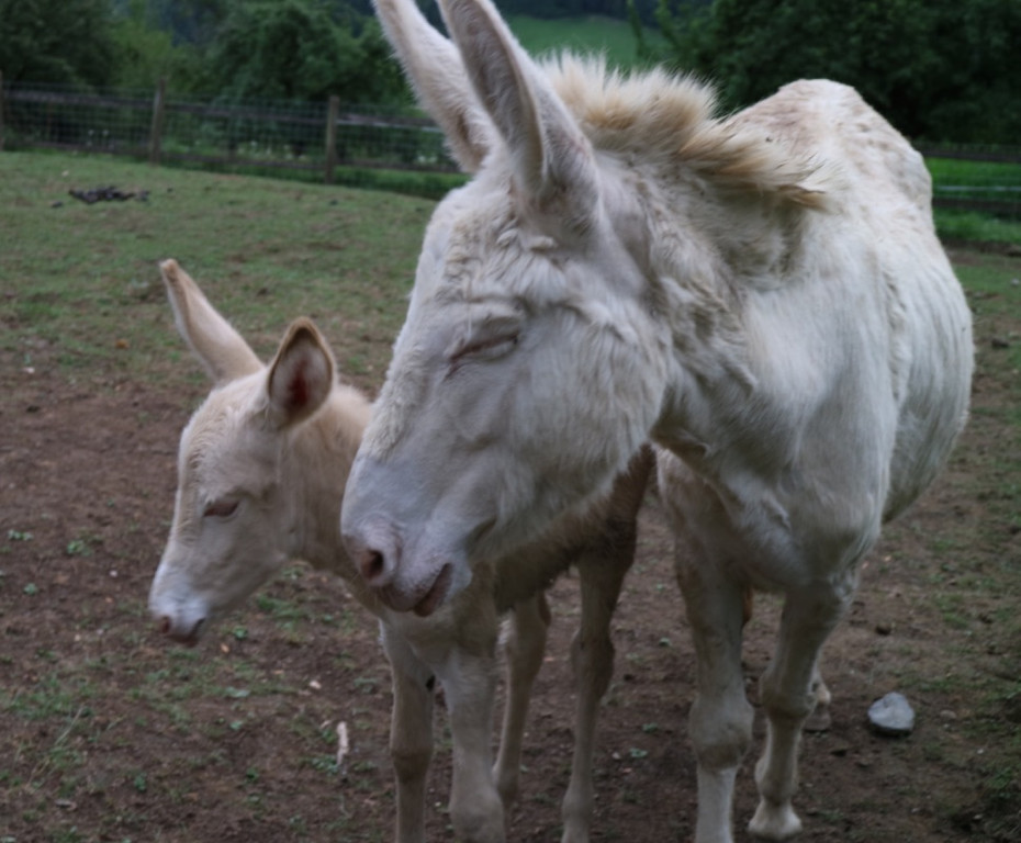 KOE_Wildpark Barokesel Nachwuchs 6.jpg