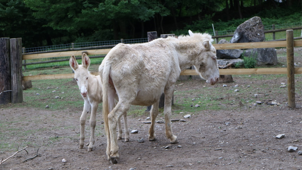 KOE_Wildpark Barokesel Nachwuchs 7.jpg