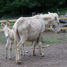 KOE_Wildpark Barokesel Nachwuchs 7.jpg