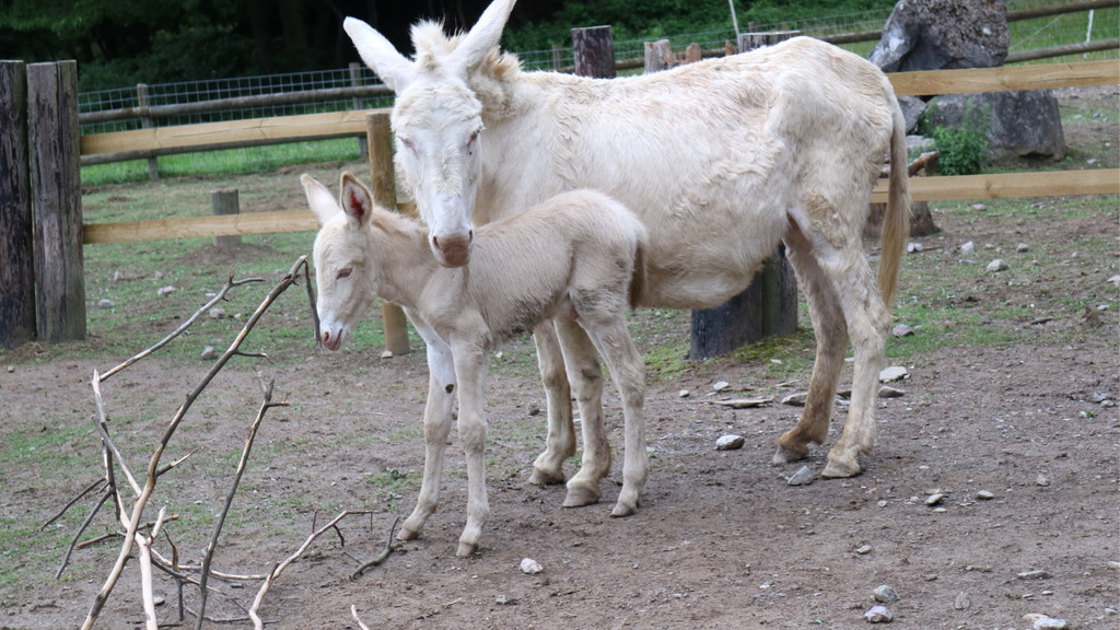 KOE_Wildpark Barokesel Nachwuchs 8.jpg