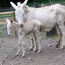 KOE_Wildpark Barokesel Nachwuchs 8.jpg