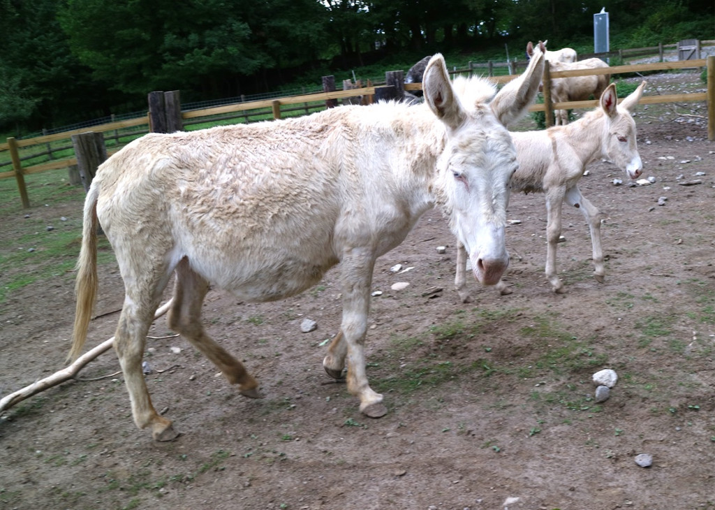 KOE_Wildpark Barokesel Nachwuchs 10.jpg