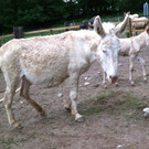KOE_Wildpark Barokesel Nachwuchs 10.jpg