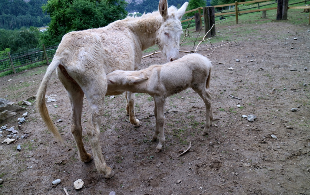 KOE_Wildpark Barokesel Nachwuchs 11.jpg