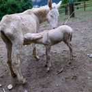 KOE_Wildpark Barokesel Nachwuchs 11.jpg