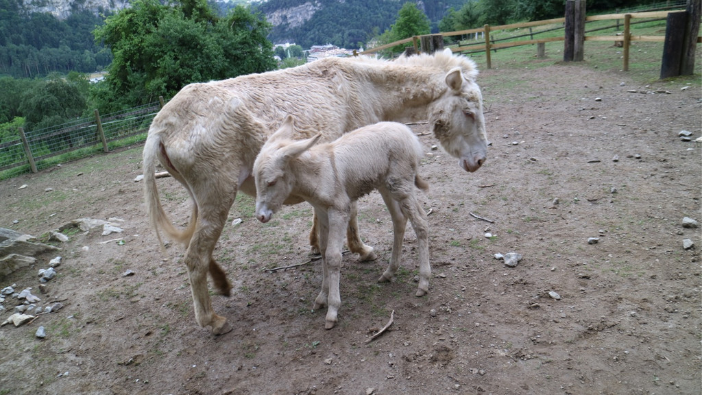 KOE_Wildpark Barokesel Nachwuchs 12.jpg