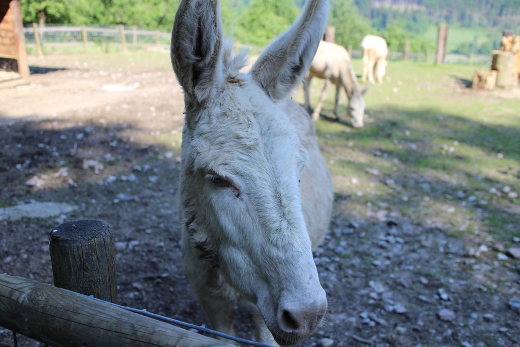 KOE_Wildpark Barokesel Nachwuchs 13.jpg