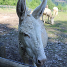 KOE_Wildpark Barokesel Nachwuchs 13.jpg