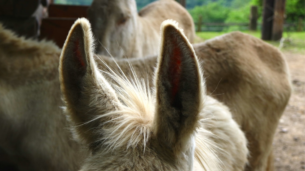 KOE_Wildpark Barokesel Nachwuchs 14.jpg