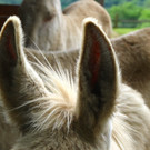 KOE_Wildpark Barokesel Nachwuchs 14.jpg