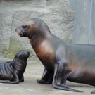 Mähnenrobben-Baby im Tiergarten Schönbrunn geboren