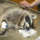 Waschbär stürzte in Wien-Landstraße: Das verletzte Tier