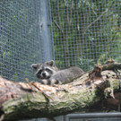 Waschbär stürzte in Wien-Landstraße: Tier hat sich erholt