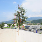 Firstfeier 13 Baum.jpg