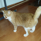 pumuckl